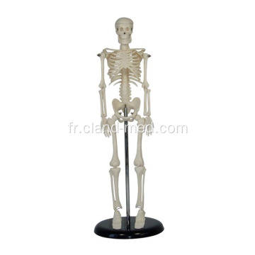 Mini squelette de 45 cm